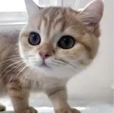 ブリティッシュショートヘア