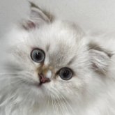 スコティッシュフォールド(折れ耳)