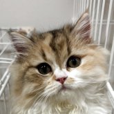 スコティッシュフォールド(立ち耳)