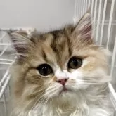 スコティッシュフォールド(立ち耳)