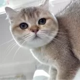 ブリティッシュショートヘア