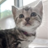 アメリカンショートヘア