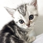 アメリカンショートヘア