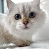 ブリティッシュショートヘア