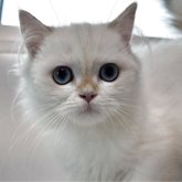 ブリティッシュロングヘア