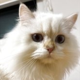 ブリティッシュロングヘア