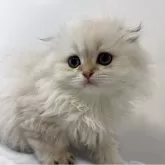 スコティッシュフォールド(折れ耳)