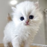 スコティッシュフォールド(立ち耳)