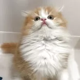 スコティッシュフォールド(折れ耳)