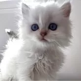 ブリティッシュショートヘア
