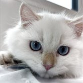 ブリティッシュショートヘア