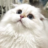 スコティッシュフォールド(折れ耳)