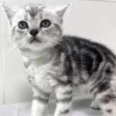 アメリカンショートヘア