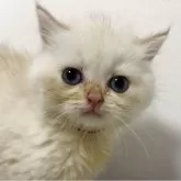 ブリティッシュショートヘア