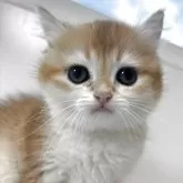 ブリティッシュショートヘア