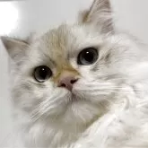 ブリティッシュロングヘア