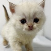 ブリティッシュショートヘア