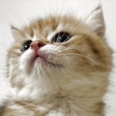 ブリティッシュショートヘア