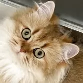 スコティッシュフォールド(立ち耳)