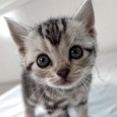 アメリカンショートヘア