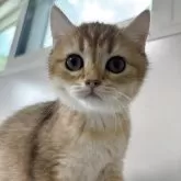 ブリティッシュショートヘア