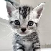 アメリカンショートヘア【兵庫県・女の子・2025年10月7日・シルバータビー】の写真1