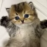 スコティッシュフォールド(立ち耳)【兵庫県・女の子・2024年11月21日・ブラウンパッチドタビー】の写真1「大きな目が可愛いです」