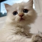 ブリティッシュショートヘア