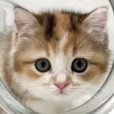 スコティッシュフォールド(立ち耳)