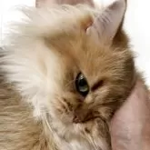 スコティッシュフォールド(立ち耳)【兵庫県・女の子・2024年6月25日・ゴールデンタビー】の写真2「いつもなでられたいタイプ」