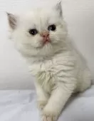 ブリティッシュショートヘア【兵庫県・女の子・2025年9月24日・シルバーポイント(変わるかも知れません)】の写真3