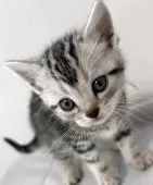 アメリカンショートヘア【兵庫県・女の子・2025年10月7日・シルバータビー】の写真3