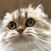 スコティッシュフォールド(立ち耳)【兵庫県・女の子・2024年6月25日・ゴールデンタビー】の写真3「おどけた顔もできます」