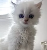 ブリティッシュショートヘア【兵庫県・男の子・2025年5月30日・シルバーポイント(変わるかも知れません)】の写真3