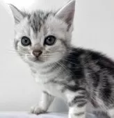 アメリカンショートヘア【兵庫県・女の子・2025年10月5日・シルバータビー】の写真3