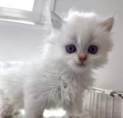 ブリティッシュショートヘア【兵庫県・男の子・2025年5月30日・シルバーポイント(変わるかも知れません)】の写真4