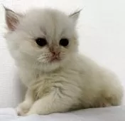 ブリティッシュショートヘア【兵庫県・女の子・2025年9月24日・シルバーポイント(変わるかも知れません)】の写真4