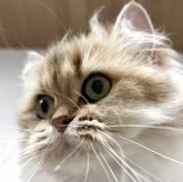 スコティッシュフォールド(立ち耳)【兵庫県・女の子・2024年6月25日・ゴールデンタビー】の写真4「チャームポイントはふっくらほっぺです」