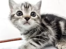 アメリカンショートヘア【兵庫県・女の子・2025年9月6日・シルバータビー】の写真4