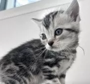 アメリカンショートヘア【兵庫県・女の子・2025年10月7日・シルバータビー】の写真5