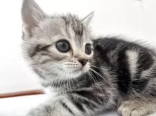 アメリカンショートヘア【兵庫県・女の子・2025年9月6日・シルバータビー】の写真5