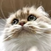 スコティッシュフォールド(立ち耳)【兵庫県・女の子・2024年6月25日・ゴールデンタビー】の写真5「ほっぺをアピールしています」