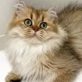 スコティッシュフォールド(立ち耳)【兵庫県・女の子・2024年6月25日・ゴールデンタビー】の写真6「そばでお話も聞いてくれます」