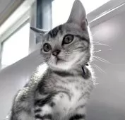 アメリカンショートヘア【兵庫県・女の子・2025年4月5日・シルバータビー】の写真7