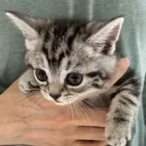 アメリカンショートヘア【兵庫県・女の子・2025年2月2日・シルバータビー】の写真7