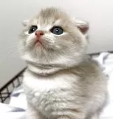 スコティッシュフォールド(折れ耳)【兵庫県・男の子・2025年6月21日・クリームタビー&ホワイト】の写真7