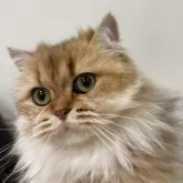 スコティッシュフォールド(立ち耳)【兵庫県・女の子・2024年6月25日・ゴールデンタビー】の写真7「「今日何かあった？」と言っているような顔」