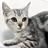 アメリカンショートヘア【兵庫県・女の子・2025年3月12日・シルバータビー】の写真5