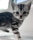 アメリカンショートヘア【兵庫県・女の子・2025年10月7日・シルバータビー】の写真8