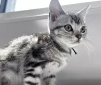 アメリカンショートヘア【兵庫県・女の子・2025年4月5日・シルバータビー】の写真8